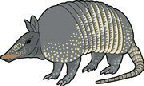 Armadillo