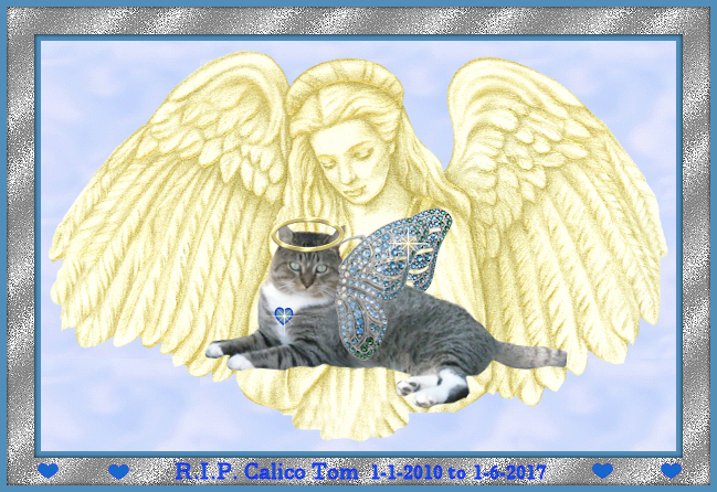 Calico Tom Angel