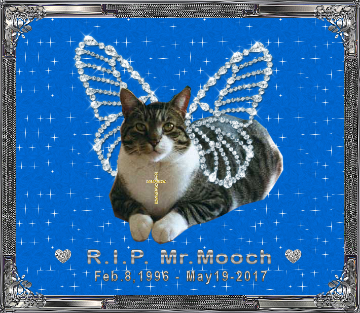Mooch Angel