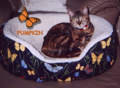 Pumpkin