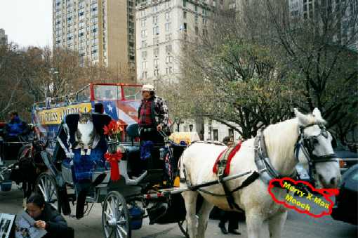 Mooch and Horse in Central Park