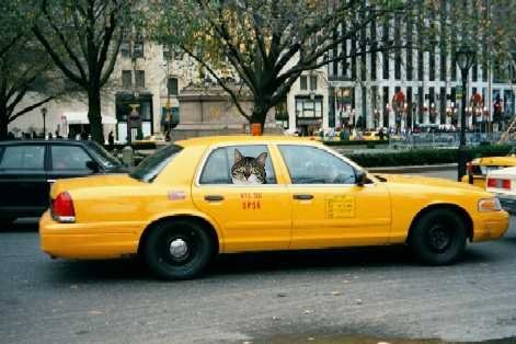 New York Cab Well all my Christmas Shopping is done
